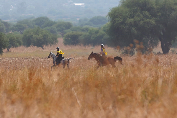 Caballos de Endurance y Marcha
