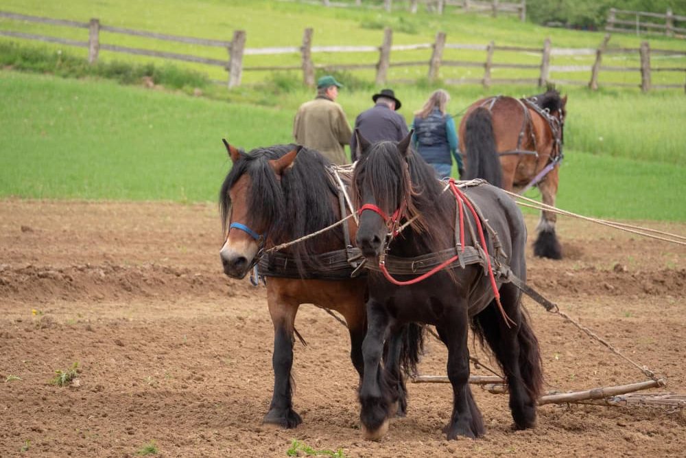 caballo de trabajo rural