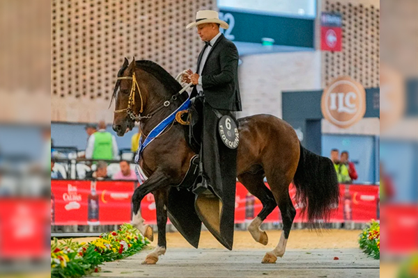 paso fino en colombia