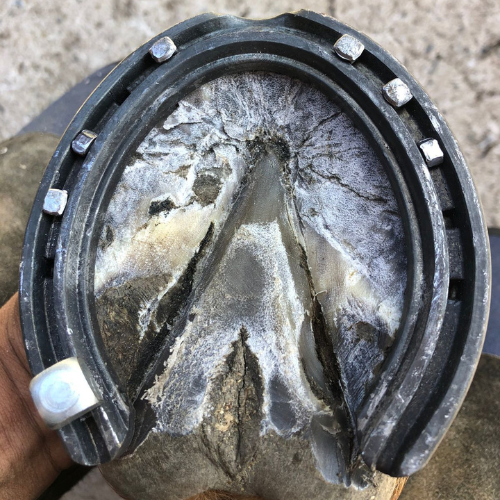 Herradura Polo pata con clip y rosca Mustad